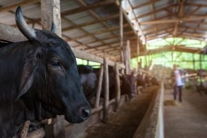 wagyu-japanese-shorthorn