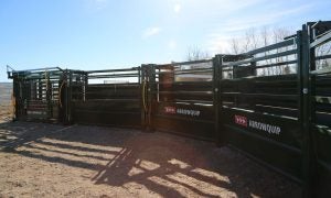 arrowquip-quality-cattle-chutes