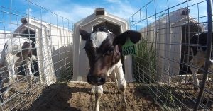 dairy-calf-huts