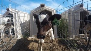 dairy-calf-huts