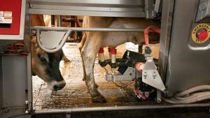 robotic milker usda