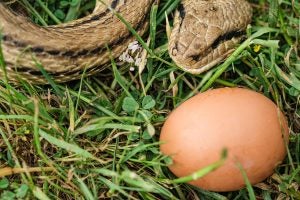 snakes-eating-chicken-eggs