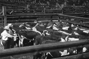 beef-cattle-history