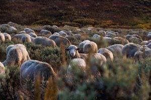 duckworth_sheep