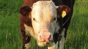 hereford-bull-calf