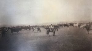 historic-cattle-drive