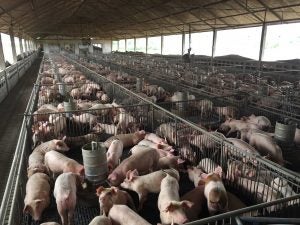 pig_breeding_farm