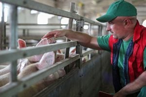pork-producer-pig-farmer