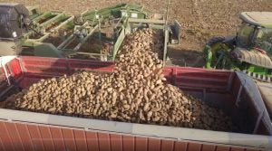 potato harvest