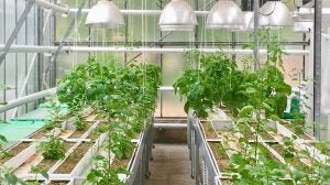 pepper-plants-greenhouse