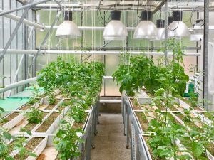 pepper-plants-greenhouse