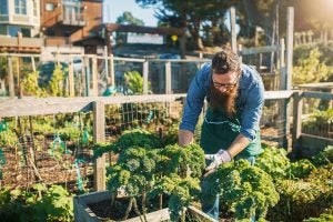 urban agriculture