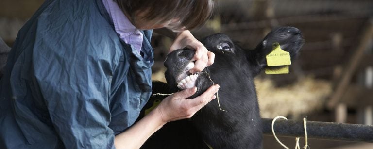 veterinarian-examining-calf