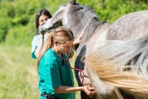 veterinarian-horse