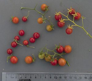 wild-tomatoes