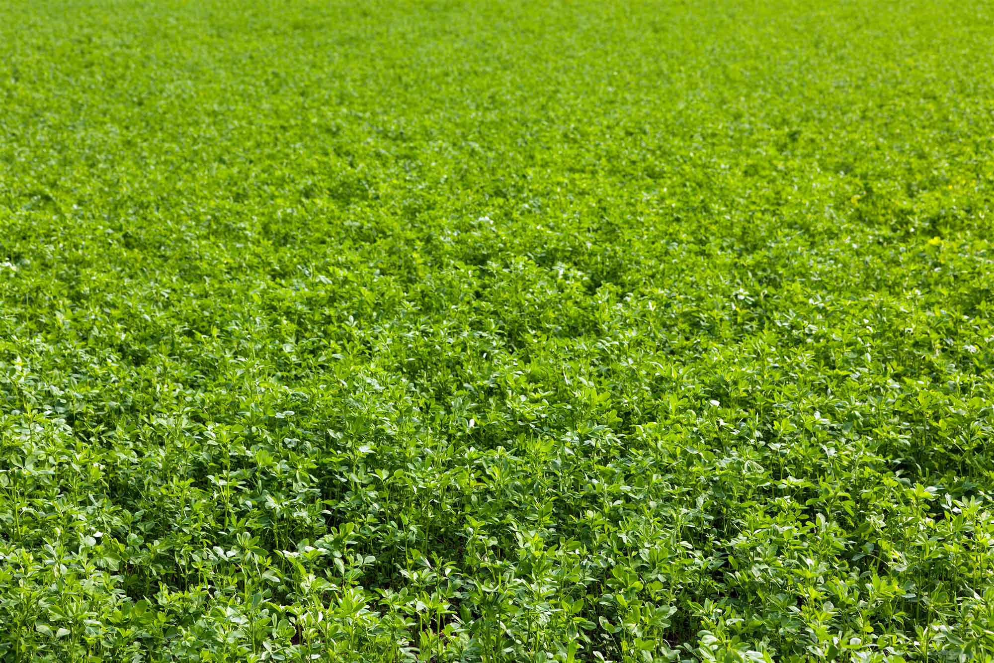 alfalfa-grass