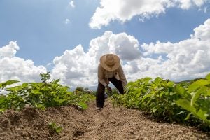 mexico-farmer