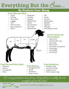 sheep-byproducts-graphic