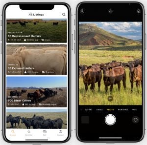 Simple Livestock app sets out to simplify livestock sales | AGDAILY