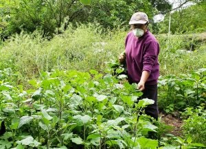 black-farmers-modern-era