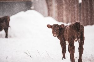 calf-falling-snow-winter