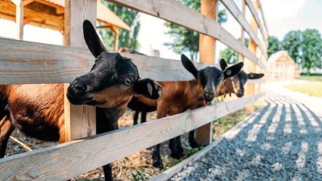 milk-goats-farm