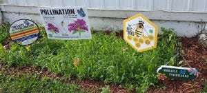 pollinator garden program