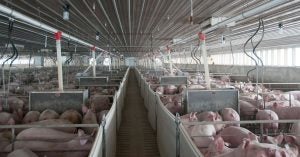 swine-barn-interior