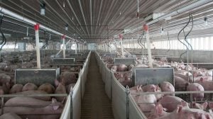 swine-barn-interior