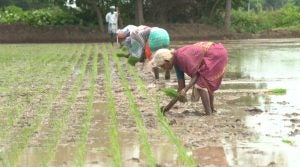 System-of-Rice-Intensification-workers-planting-rice