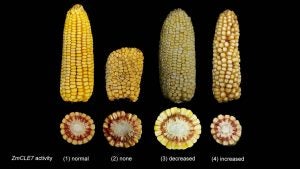 corn-ear-sizes