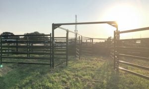 arrowquip-cattle-handling-flow