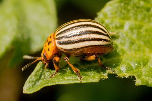 colorado-potato-beetle