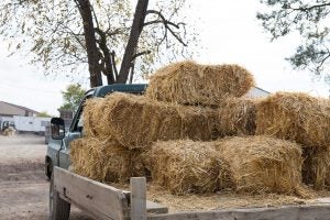 hay-square-bales-pickup-truck