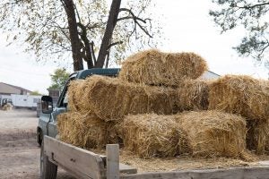 The difference between hay and straw