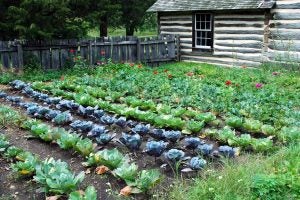 large-vegetable-garden