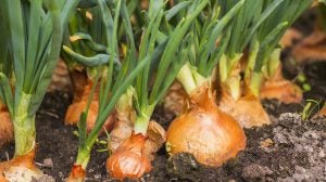 onion-farming