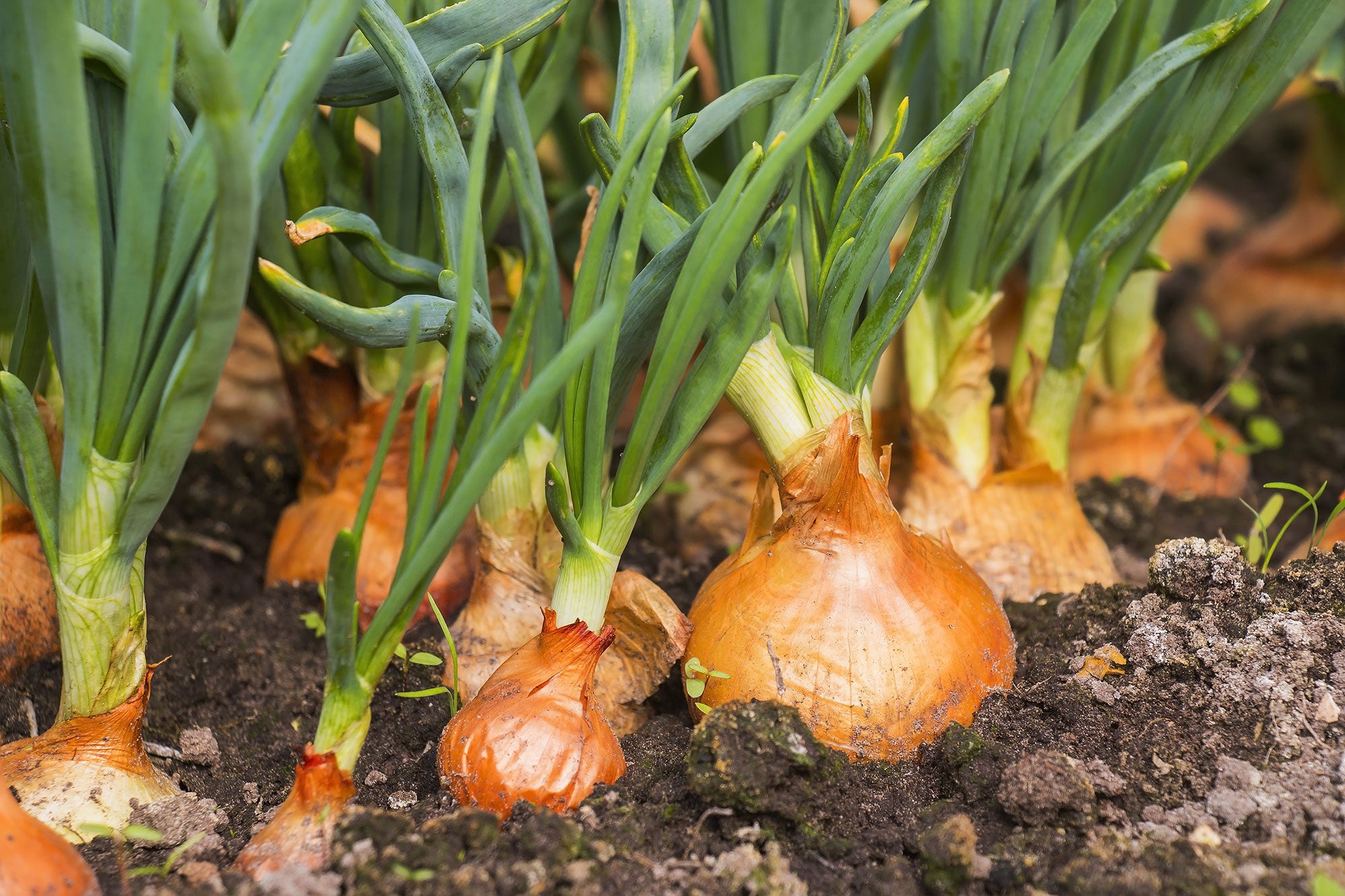 onion-farming