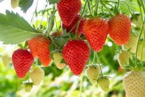 strawberries-ripe
