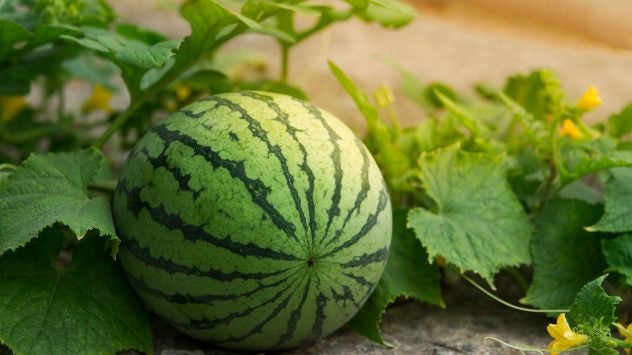 watermelon-farming