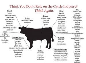 cattle-uses-graphic