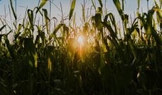 Fields-of-Corn