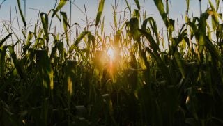Fields-of-Corn