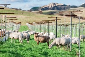 regenerative-Sheep-in-Vineyard