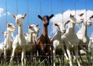 red-brand-goat-crowd