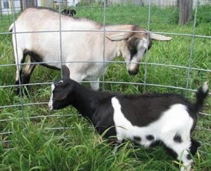 goat feedlot panels