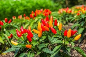 peppers-garden