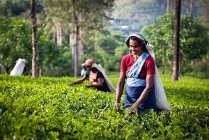 sri-lanka-tea-picking-organic
