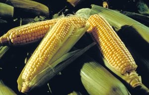 sweet-corn-usda