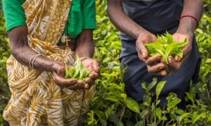 tea-pickers-sri-lanka